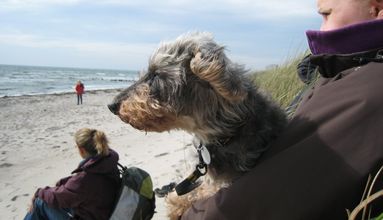 In diesen Ferienwohnungen sind Hunde gern gesehene Gäste.